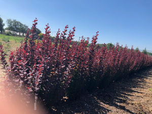 Picture of Berberis